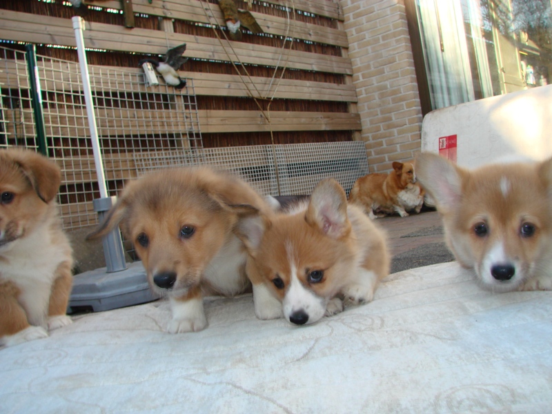 Puppies